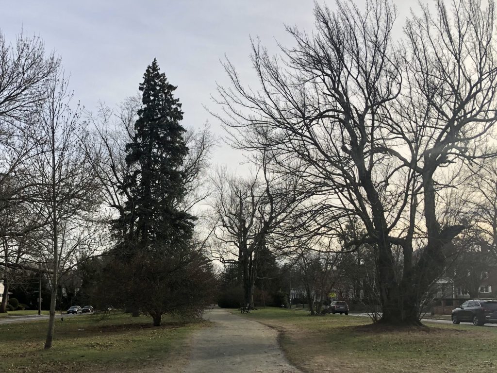 Blackstone Boulevard's landscaped median in winter