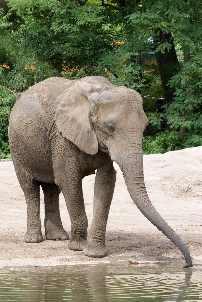 An elephant at Roger Williams Park Zoo